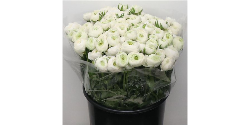 Ranunculus El Sr White Super 40 cm A1