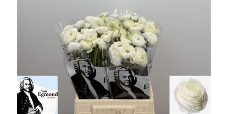Ranunculus El White N L 45 cm A1