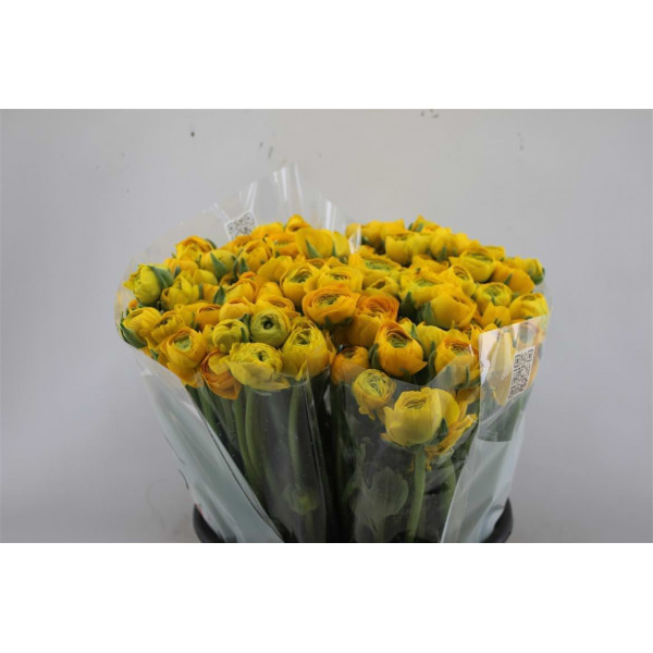 Ranunculus El Yellow 45cm A1 Col-Yellow