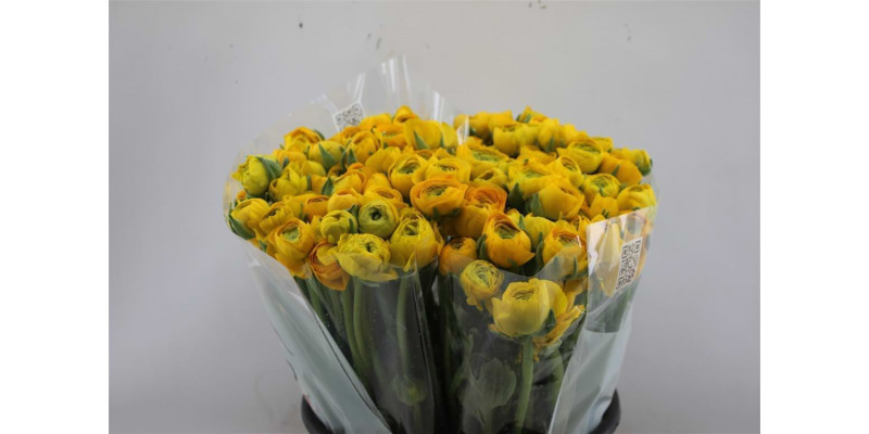 Ranunculus El Yellow 45cm A1 Col-Yellow