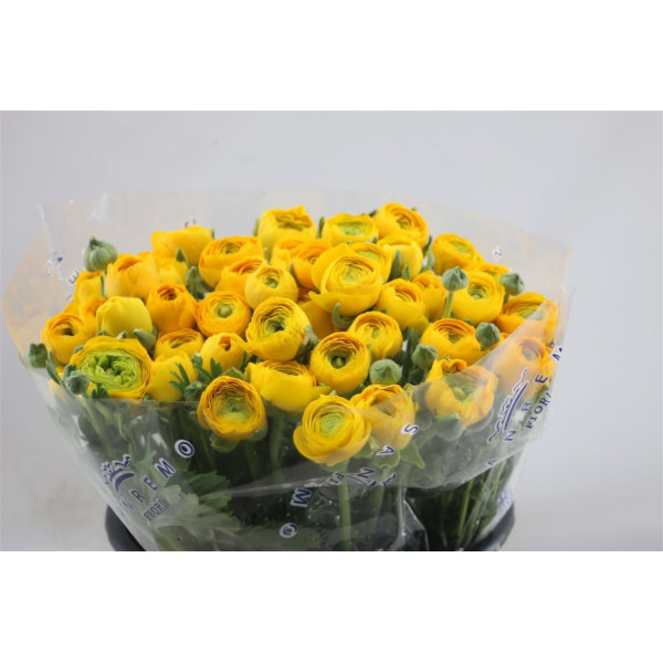 Ranunculus El Yellow 45cm A1