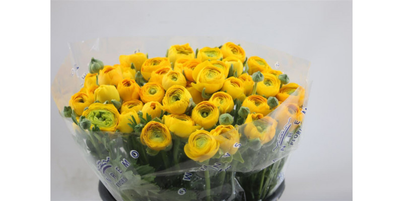 Ranunculus El Yellow 45cm A1