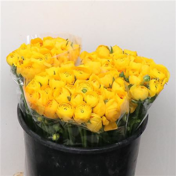 Ranunculus El Yellow Extra 40cm A1