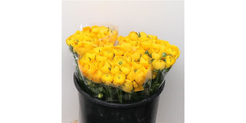 Ranunculus El Yellow Extra 40cm A1