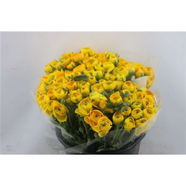 Ranunculus Elegance Yellow 45cm A1