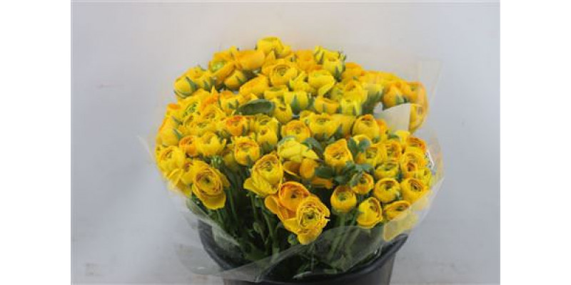 Ranunculus Elegance Yellow 45cm A1