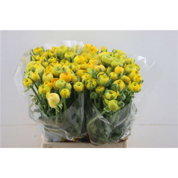 Ranunculus El Yellow 45cm A1