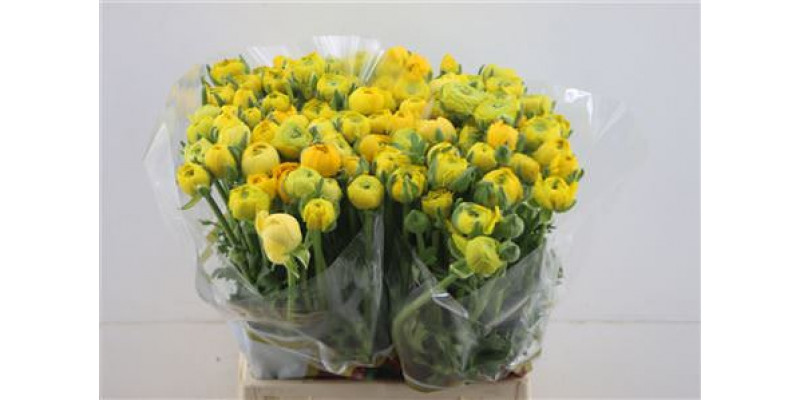 Ranunculus El Yellow 45cm A1