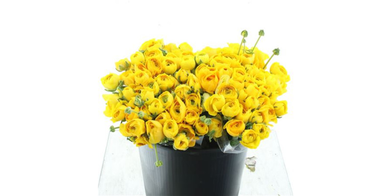 Ranunculus El Sr Yellow Extra 40 cm A1
