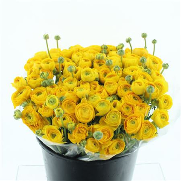 Ranunculus El Sr Yellow Super 40 cm A1