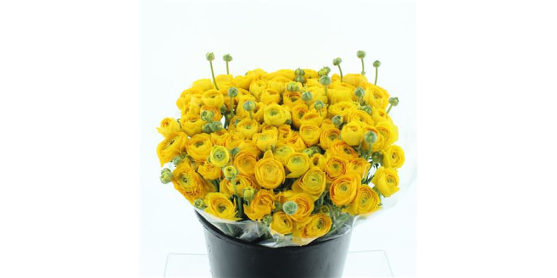 Ranunculus El Sr Yellow Super 40 cm A1