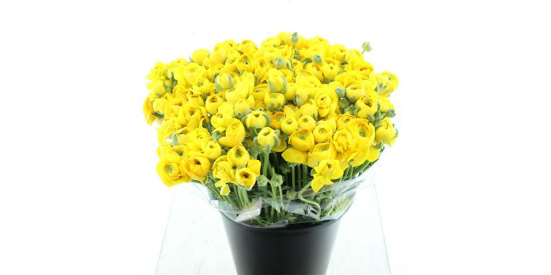 Ranunculus El Yellow 45 cm A1