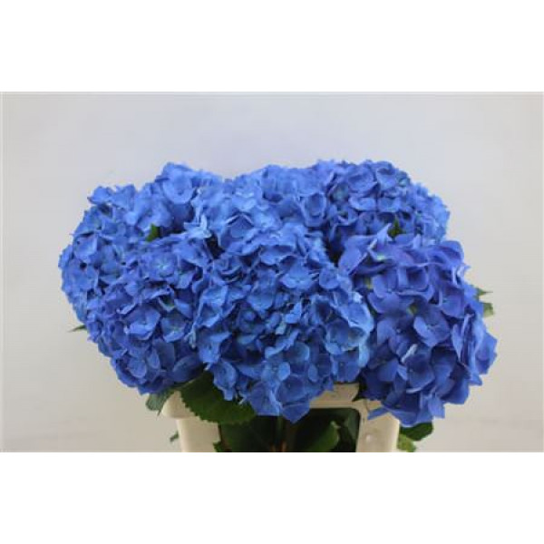 Hydrangea M Bela Blue 60cm 60cm A1