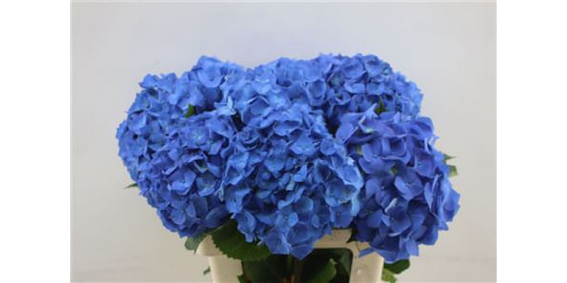 Hydrangea M Bela Blue 60cm 60cm A1