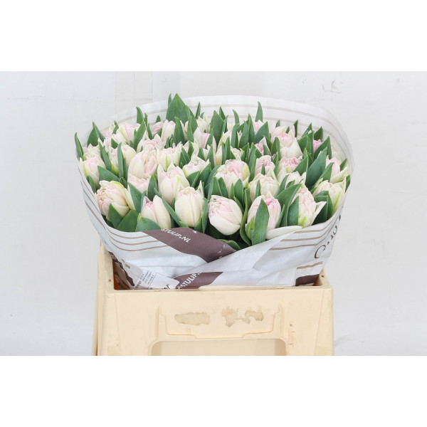 Tulips Du Foxtrot 38cm A1 Col-Pink