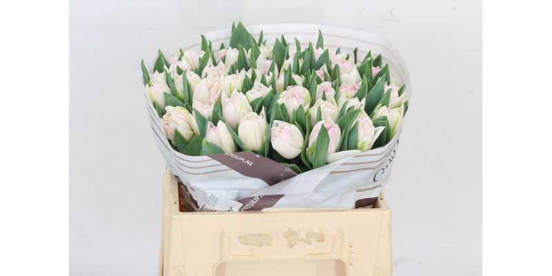 Tulips Du Foxtrot 38cm A1 Col-Pink
