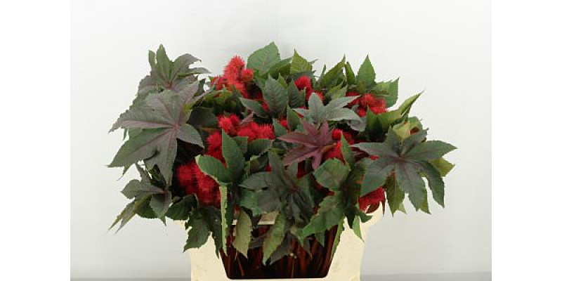 Ricinus Com Impala 70cm A1