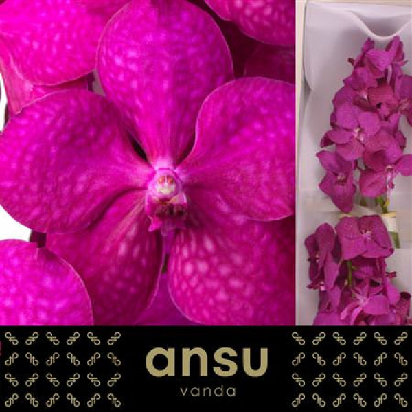 Orchid Vanda Tayanee Cerise 20 cm A1
