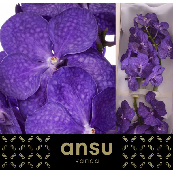 Orchid Vanda Tayanee Blue A1 Col-Blue