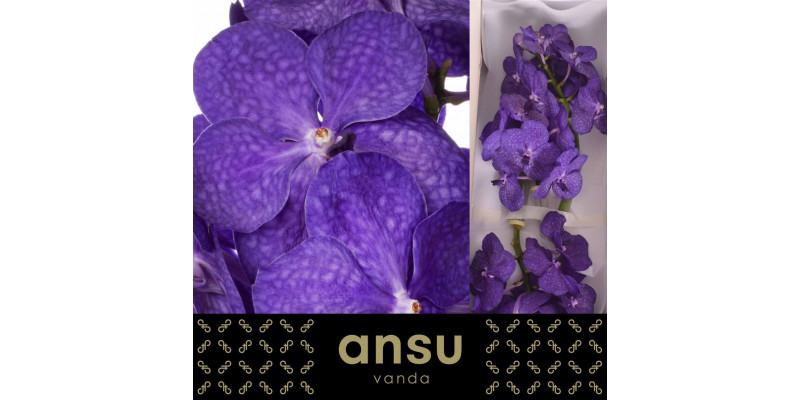 Orchid Vanda Tayanee Blue A1 Col-Blue