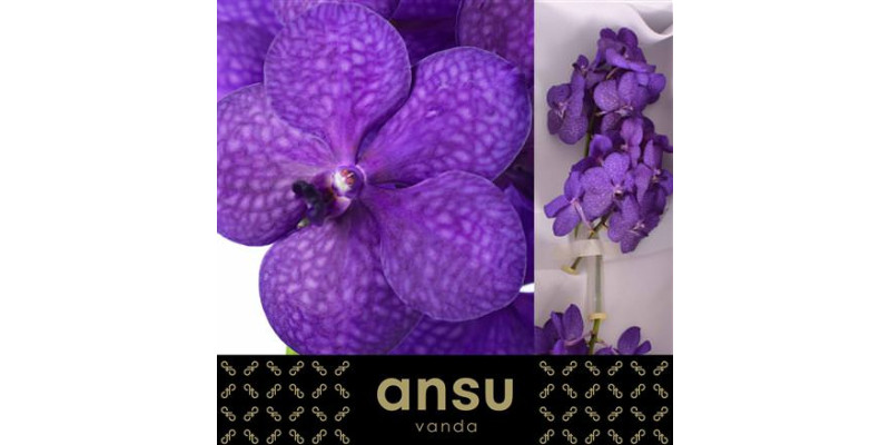 Tayanee Blue 20 cm A1