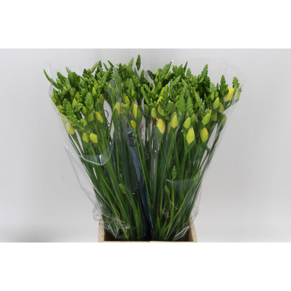 Freesias Du Grandeur 54cm A2 Col-Cream