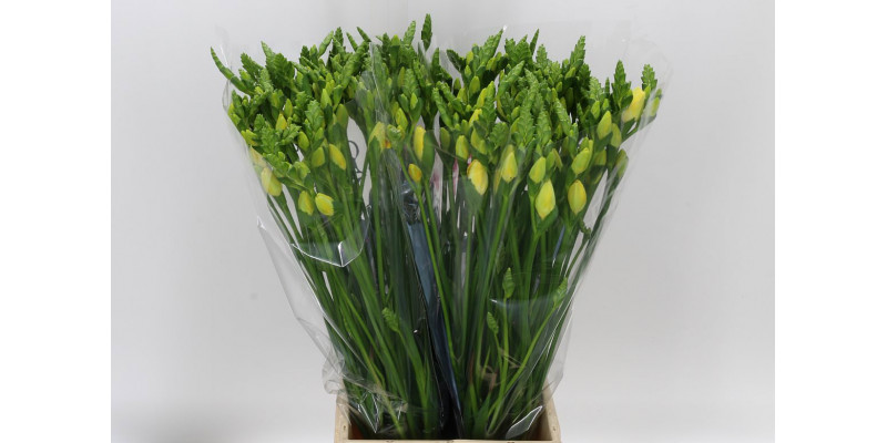 Freesias Du Grandeur 54cm A2 Col-Cream