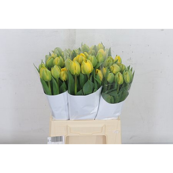 Tulips F Du Yellow Pompene 45cm A1