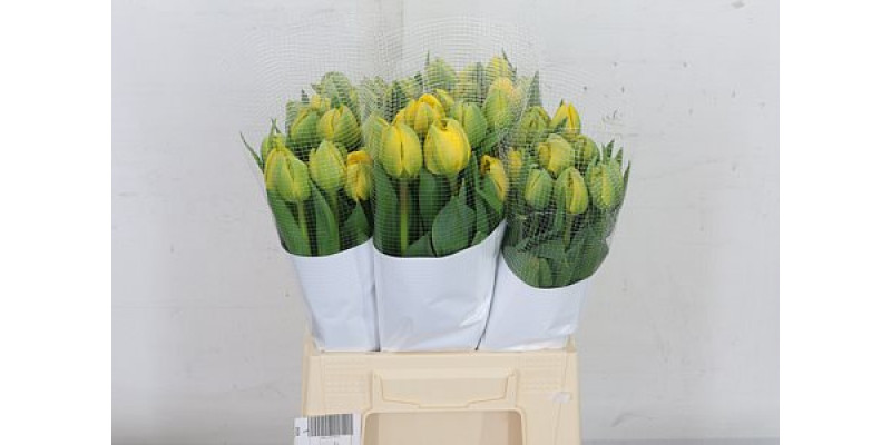 Tulips F Du Yellow Pompene 45cm A1