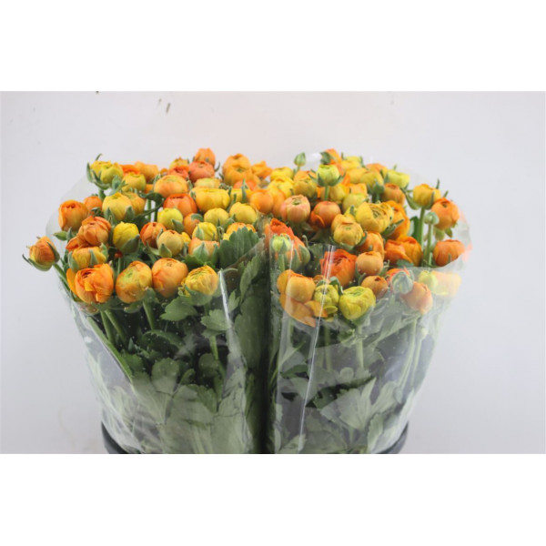 Ranunculus El Orange 45cm  Col-Orange