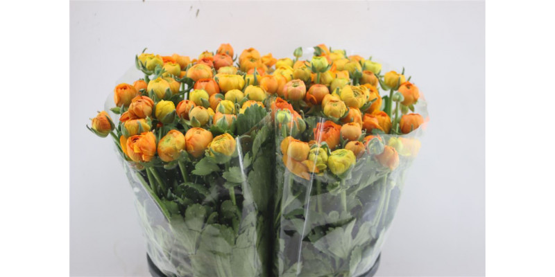 Ranunculus El Orange 45cm  Col-Orange