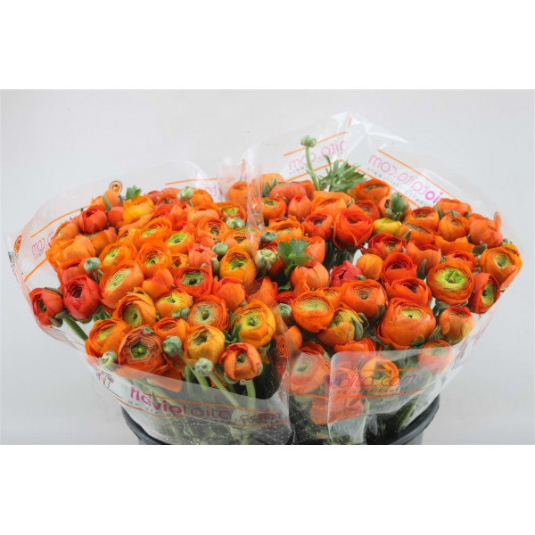 Ranunculus El Orange Dark 45cm A1 Col-Orange