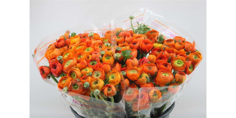 Ranunculus El Orange Dark 45cm A1 Col-Orange