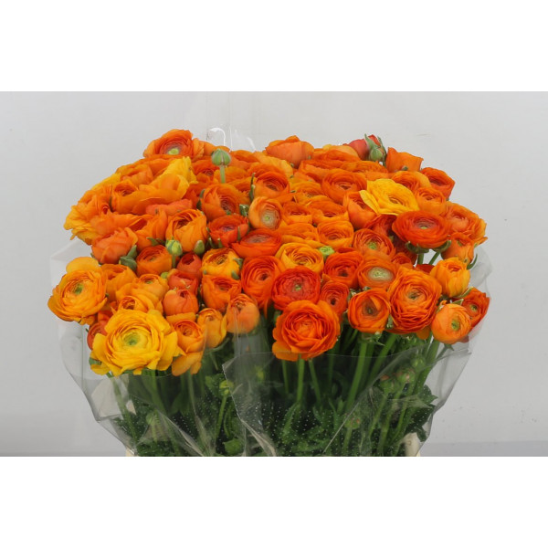 Ranunculus El Orange 45 A1Orange