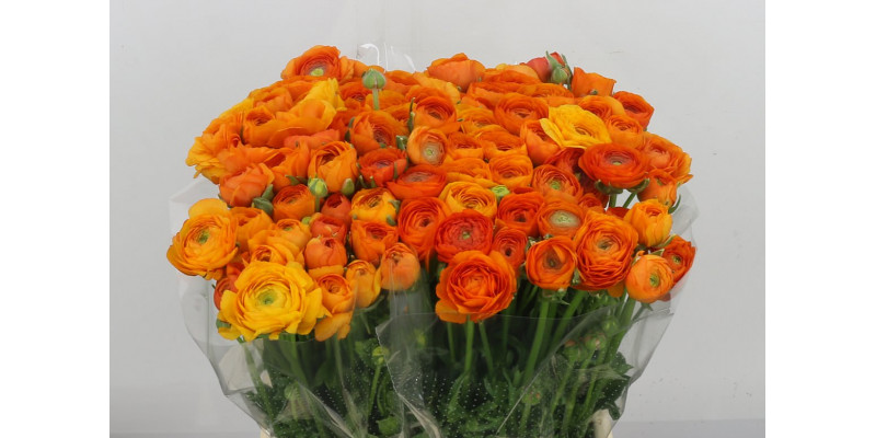 Ranunculus El Orange 45 A1Orange