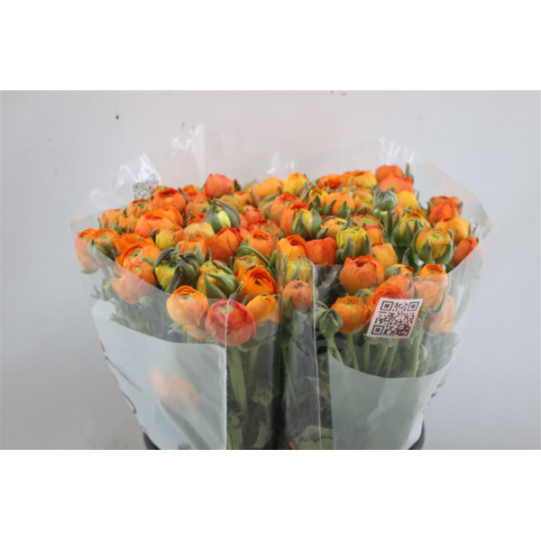 Ranunculus El Orange 45cm A1