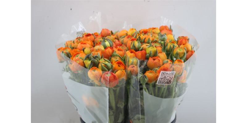 Ranunculus El Orange 45cm A1