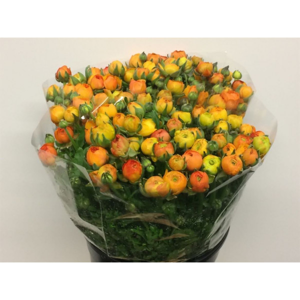 Ranunculus El Orange Extra 40cm A1