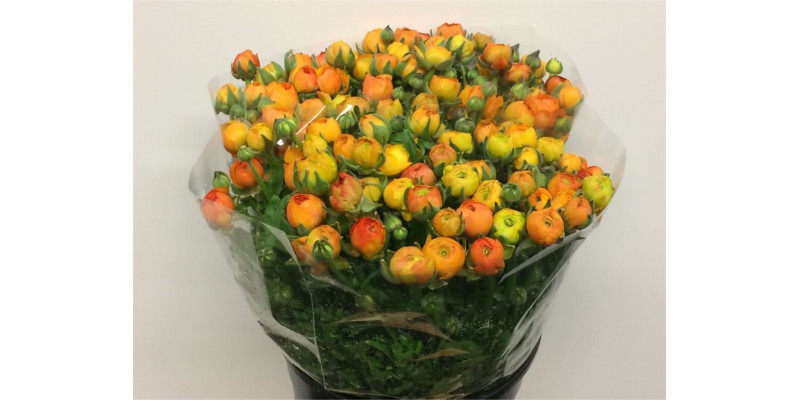 Ranunculus El Orange Extra 40cm A1