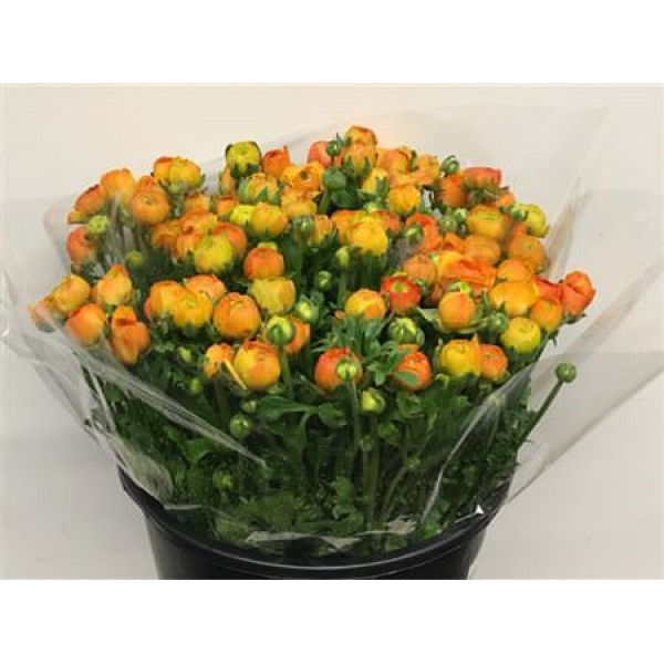 Ranunculus El Orange Extra 40cm A1