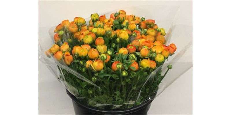 Ranunculus El Orange Extra 40cm A1