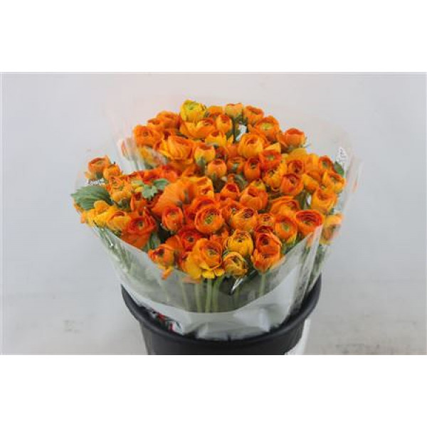 Ranunculus Elegance Orange Dark 40cm A1