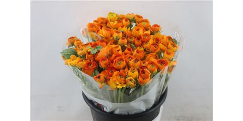 Ranunculus Elegance Orange Dark 40cm A1