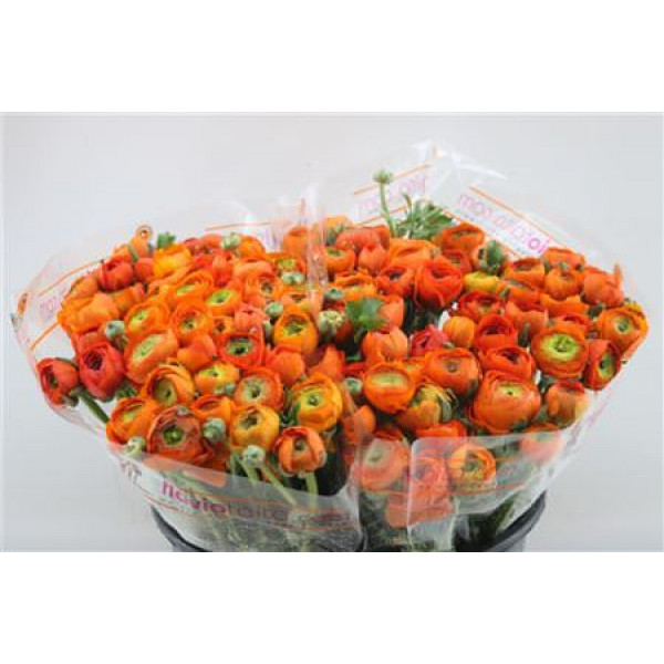 Ranunculus Elegance Orange Dark 45cm A1