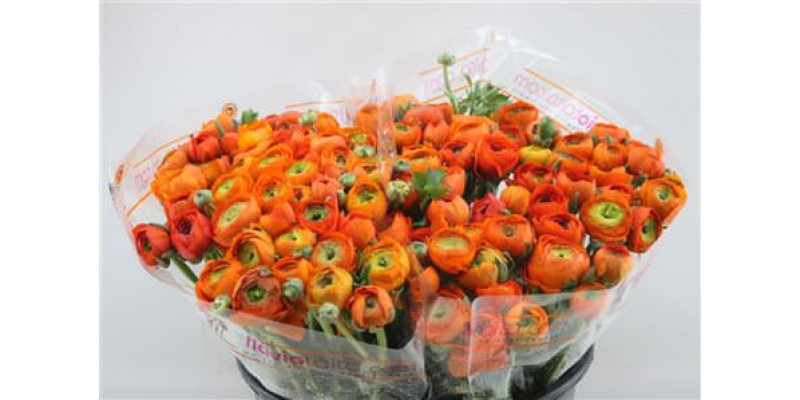 Ranunculus Elegance Orange Dark 45cm A1