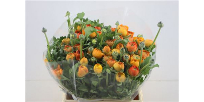 Ranunculus El Orange 40cm A1