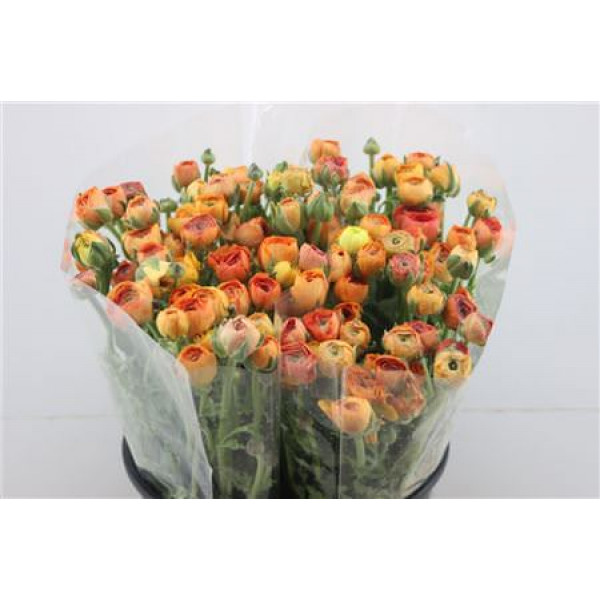 Ranunculus Elegance Orange 45cm A1