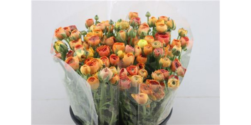 Ranunculus Elegance Orange 45cm A1