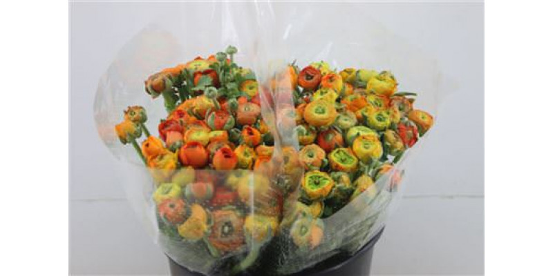 Ranunculus Ex Orange Extra 40cm A1