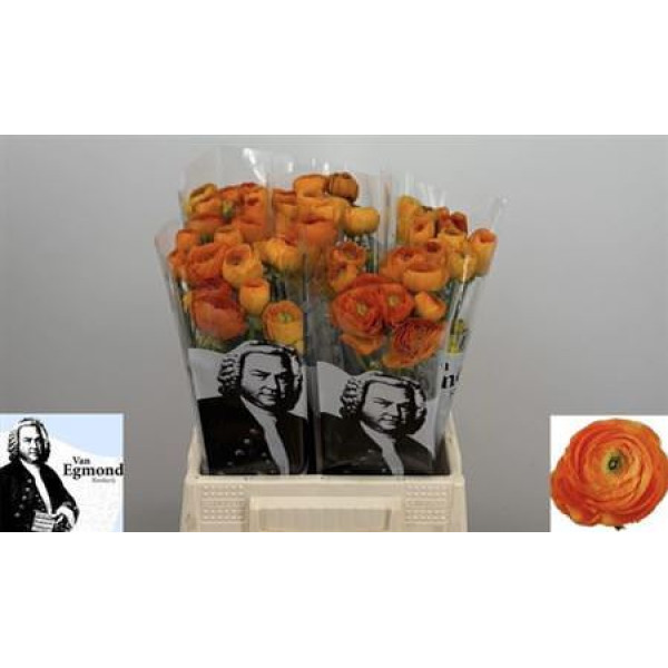 Ranunculus El Orange N L 45 cm A1